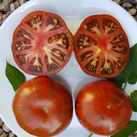 Siegel’s Dark Stripes